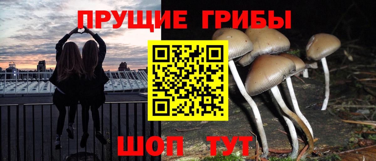 Нижний Новгород  Псилоцибиновые грибы Psilocybine cubensis  Вход с VPN 